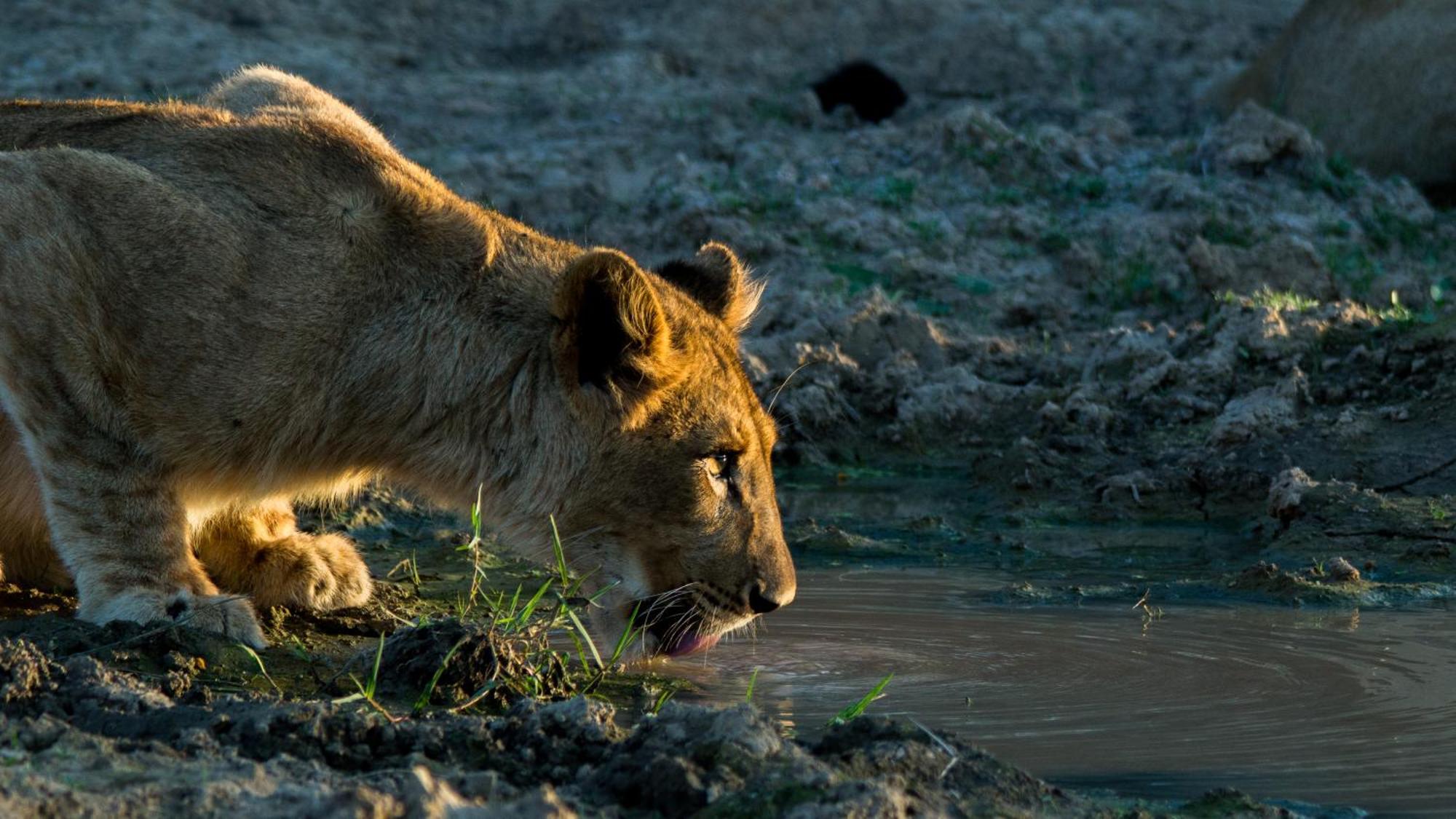 Kwandwe Private Game Reserve - Melton Manor Грейамстаун Экстерьер фото
