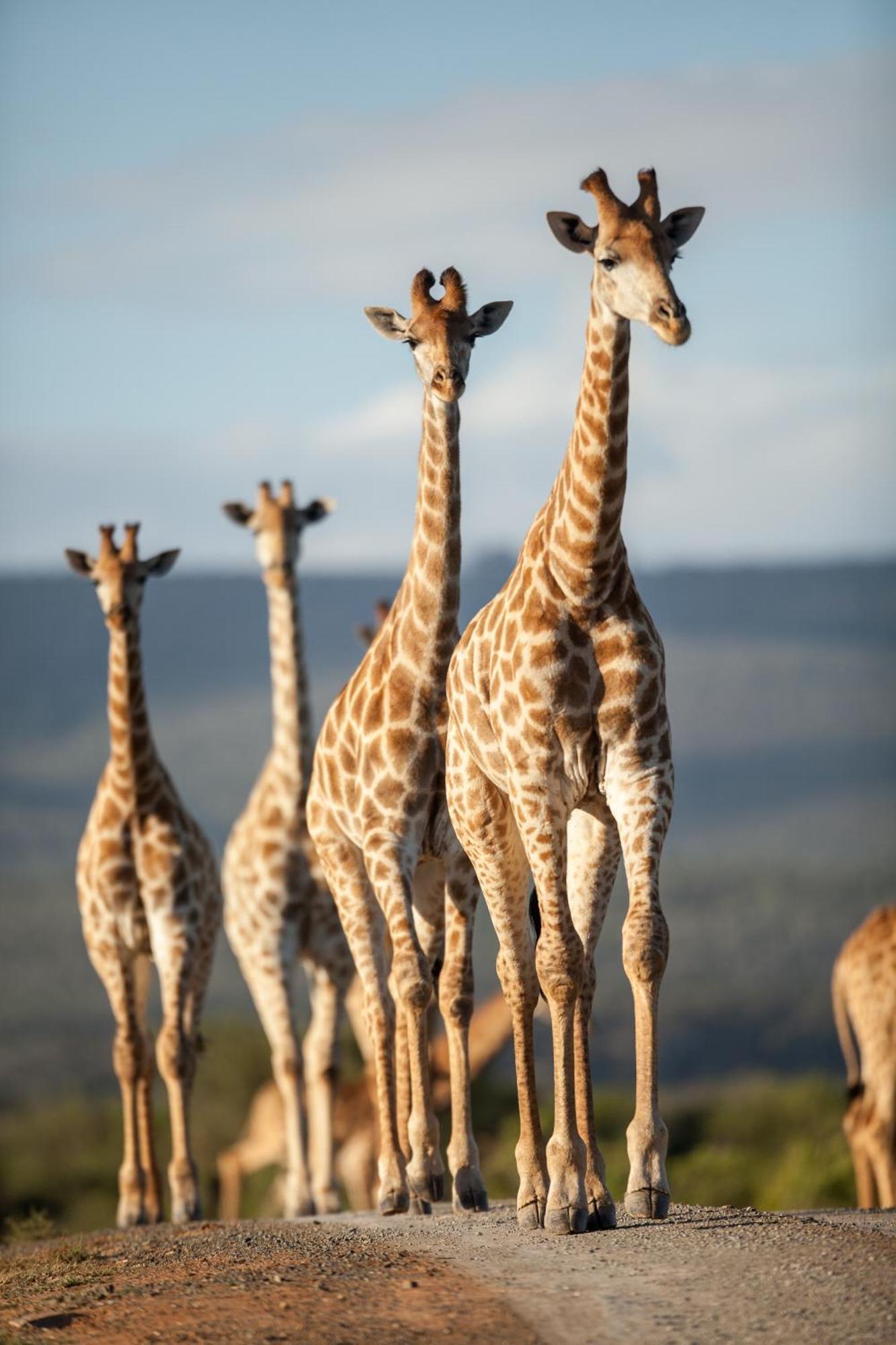 Kwandwe Private Game Reserve - Melton Manor Грейамстаун Экстерьер фото
